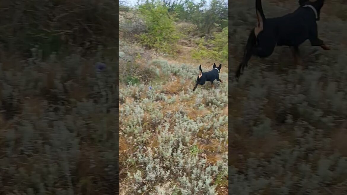 ⚡Рубик⚡ забег ягдтерьер jagdterrier