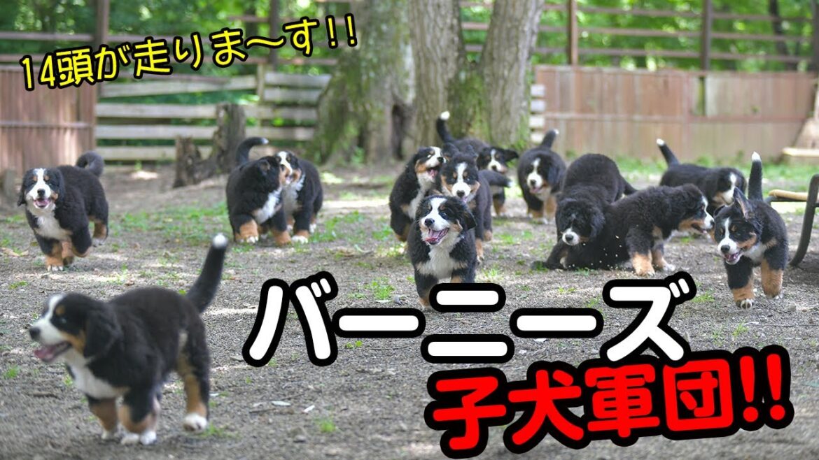 【可愛すぎる子犬軍団!!】バーニーズマウンテンドッグの子犬14頭が走ります！～清里のペンション  ボスケットで生まれた子供たち～