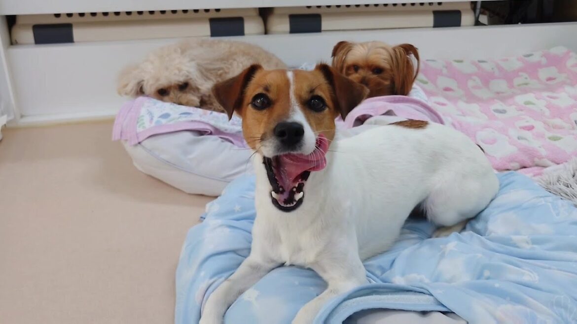 ミリーちゃんは遊びたい　🐶ひみつきちなう！②🐶  2024年7月28日
