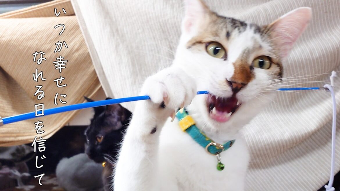 里親が決まりづらい日陰者の猫たちを紹介したい 里親が決まりづらい日陰者の猫たちを紹介したい