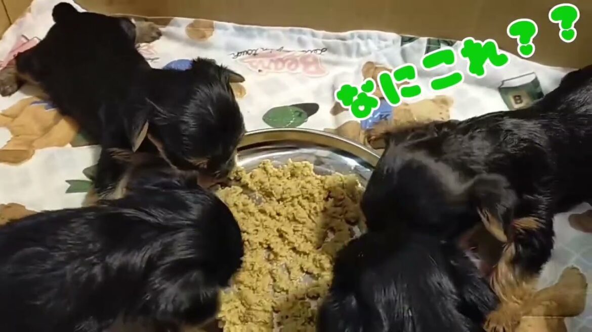 6/30生 ヨークシャーテリア(ヨーキー)仔犬 初めての離乳食♪