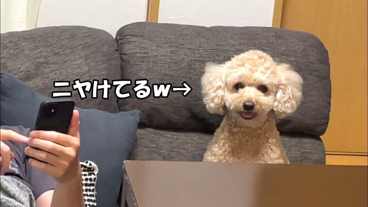 お姉ちゃんの帰省が嬉しくてニヤケ顔になる大きいトイプードル【デカプー】【トイプードルのロアくん】【toy poodle】