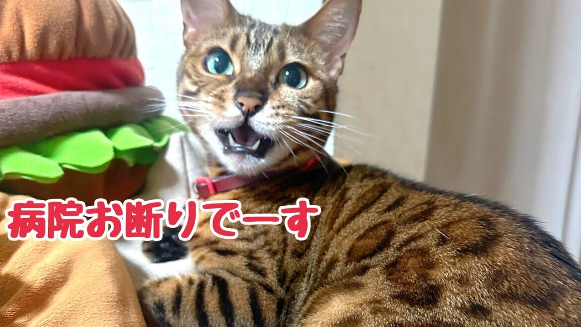 ベルの体重が激減したので慢性腎不全が進行していないか検査しに行きます ベルの体重が激減したので慢性腎不全が進行していないか検査しに行きます