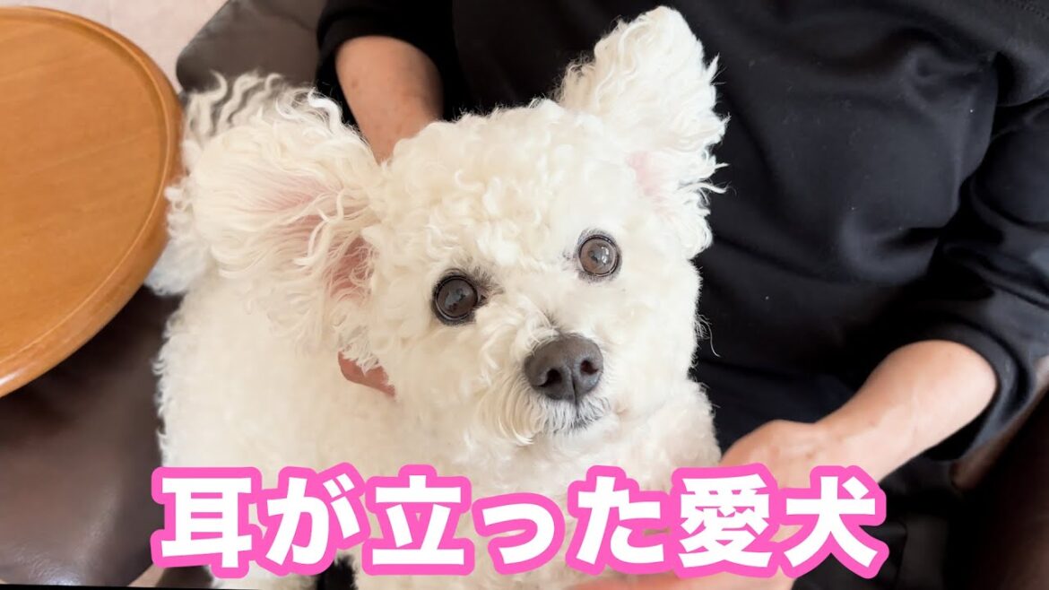 お留守番と聞き、耳がピーンと立つ愛犬 お留守番と聞き、耳がピーンと立つ愛犬
