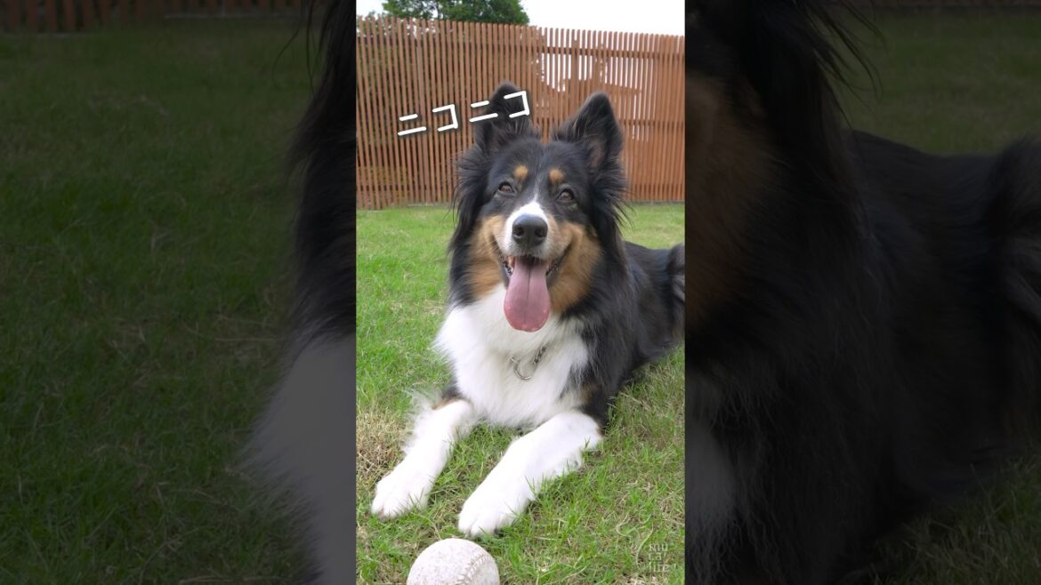 まだまだ遊びたいオゥシーが可愛い #オーストラリアンシェパード #dog #犬