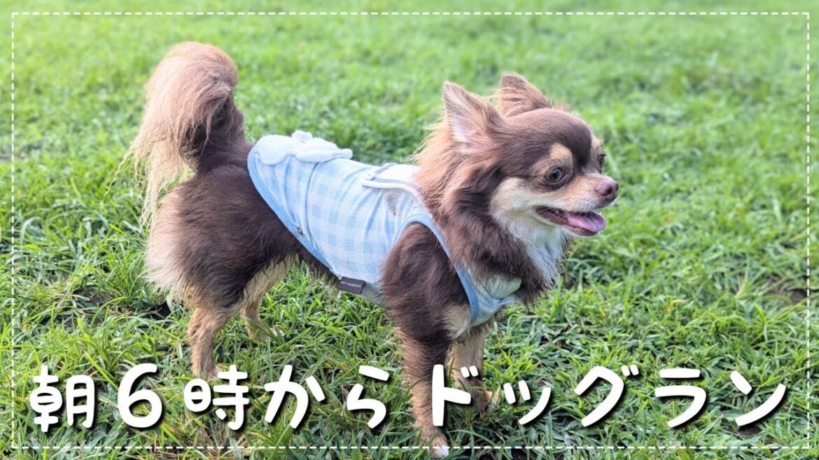 【チワワの休日】朝6時から暴れん坊チワワとドッグランに行ってみた!暑い夏でもドッグランを楽しむ休日♪【チワワ】【チョコタン】 【チワワの休日】朝6時から暴れん坊チワワとドッグランに行ってみた!暑い夏でもドッグランを楽しむ休日♪【チワワ】【チョコタン】