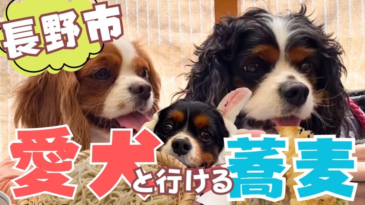 【愛犬と入店OK】長野県にある「手打ちそば桜」で絶品のお蕎麦に大感激🍜✨ 【愛犬と入店OK】長野県にある「手打ちそば桜」で絶品のお蕎麦に大感激🍜✨