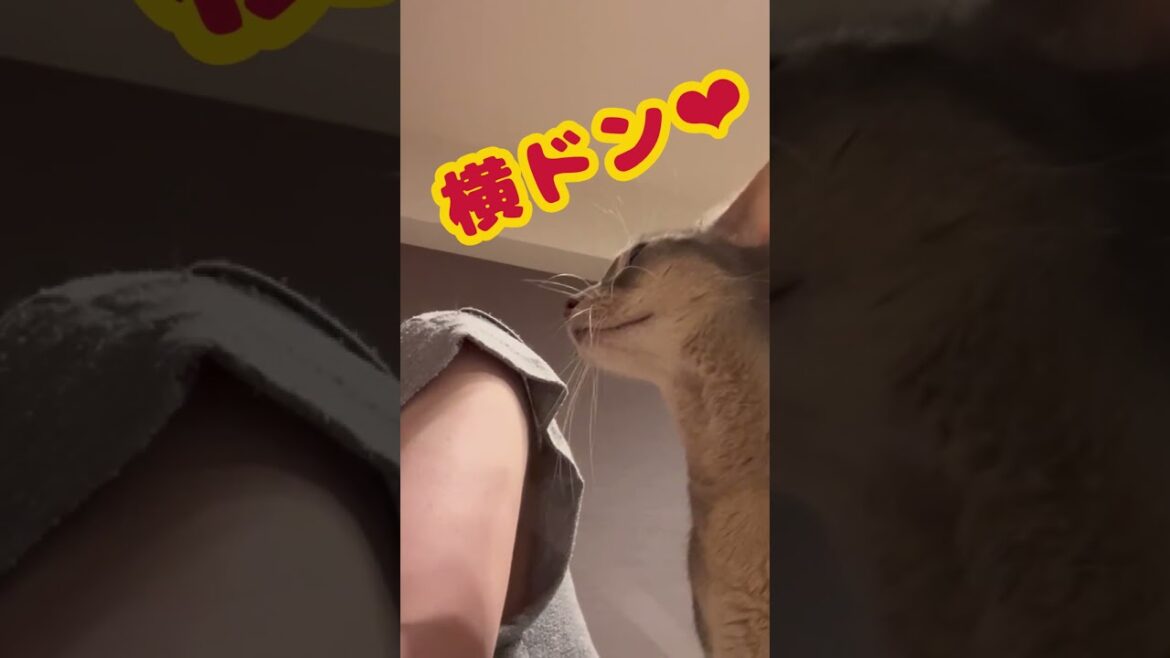 壁ドンならぬ横ドンするうちの猫さん #shorts #猫 #アビシニアン