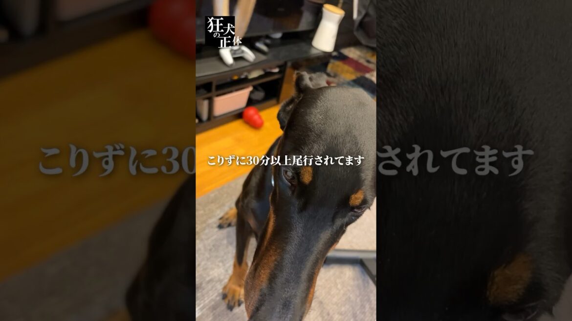 ドーベルマンのストーカーを一瞬で終わらせる方法