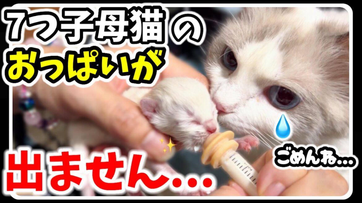 七つ子子猫を隠すちび猫ラグドールの母猫+ 激おこ子猫のシャーシャー威嚇ww＋子猫にミルク【スーパー未熟児子猫🐱】 #猫 #猫威嚇 #子猫