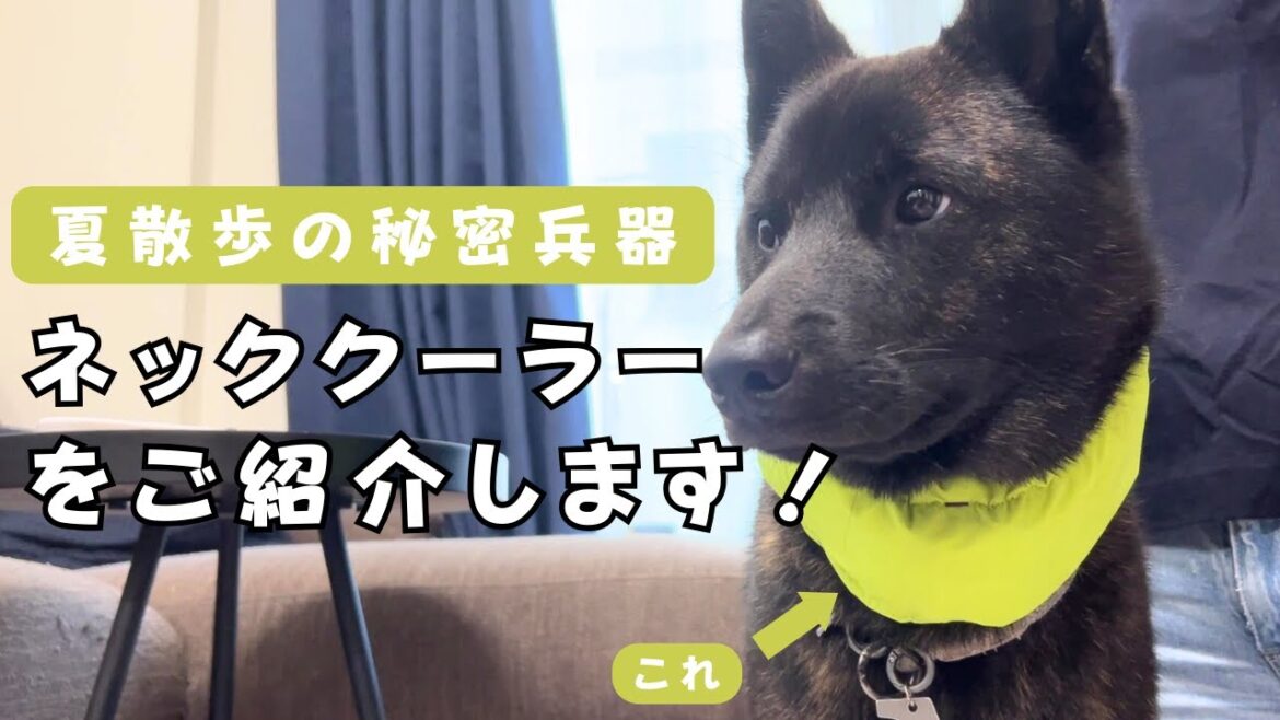 暑すぎる夏散歩に大活躍!おすすめの犬用ネッククーラー(クールネック)のご紹介!【おススメ商品紹介】 暑すぎる夏散歩に大活躍!おすすめの犬用ネッククーラー(クールネック)のご紹介!【おススメ商品紹介】