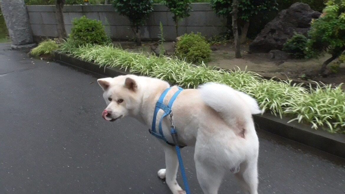 【秋田犬ゆうき】サクッと終わらせたい雨間のお散歩を草スポットまで延々歩かせ何も食べずに帰る【akita dog】