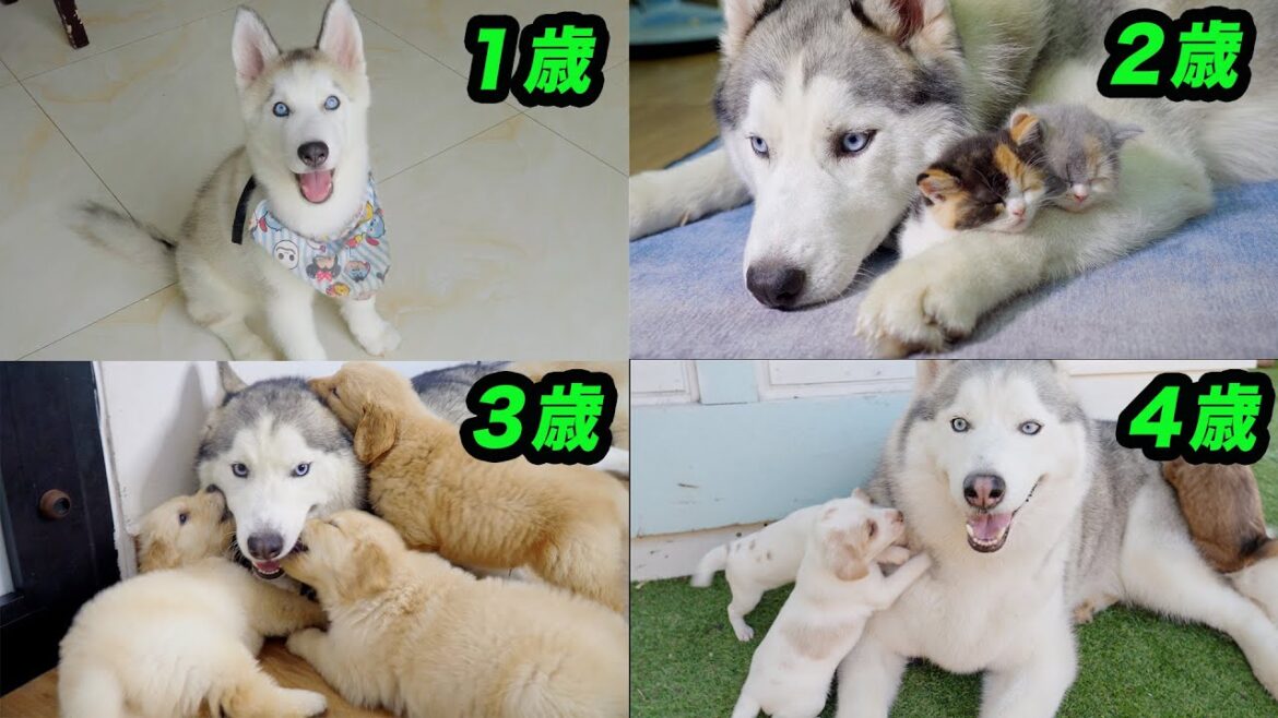 こんなに可愛くて面白くて優しいハスキー犬を見たことがない「ハスキー犬の4年間の成長記録」