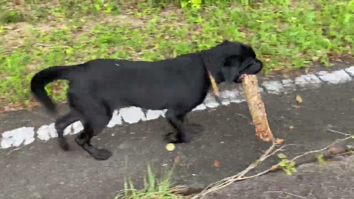 Labrador puppy 6months old♪ラブラドールレトリーバー・6ヶ月・BLKのグーちゃん、木の棒くわえて、おさんぽ♪