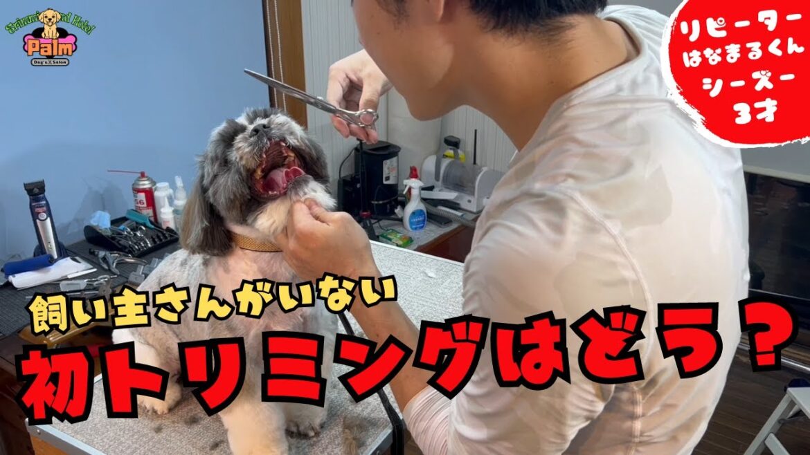 常連シーズーが初めて飼い主さん抜きでの噛み犬トリミング！！