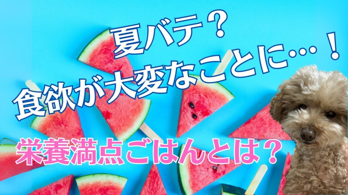 【トイプードル夏バテ対策ごはん】　連日の暑さで食欲が少し落ちたレオに、栄養満点のごはんをあげました！