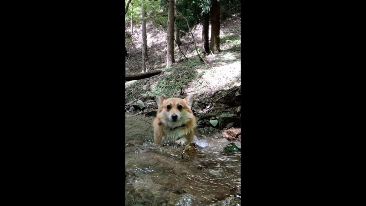 沢を上ってくるコーギー / Corgi walking up stream #corgi #コーギー #サクラ