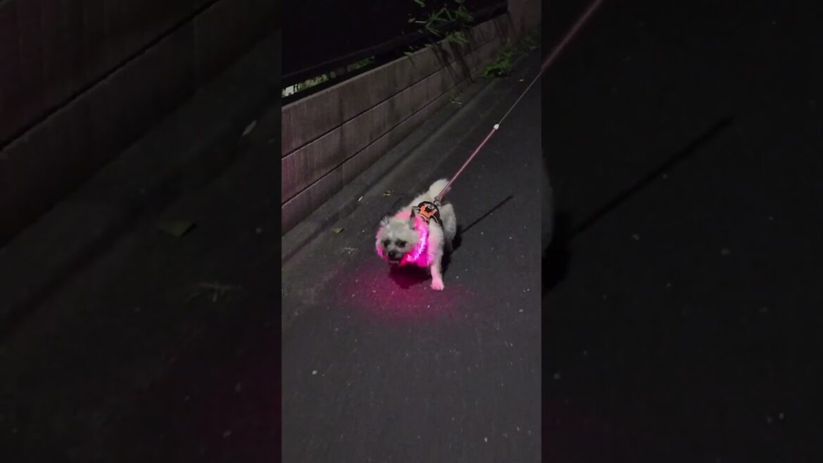 まめ🐶の夜散歩、毎日、近所をパトロールしてます。