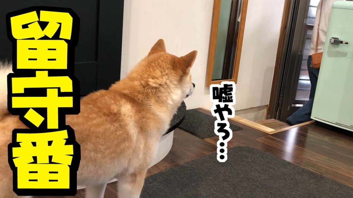 初めての留守番の1時間…妹柴犬は何を？隠し撮りしたら胸が締め付けられました