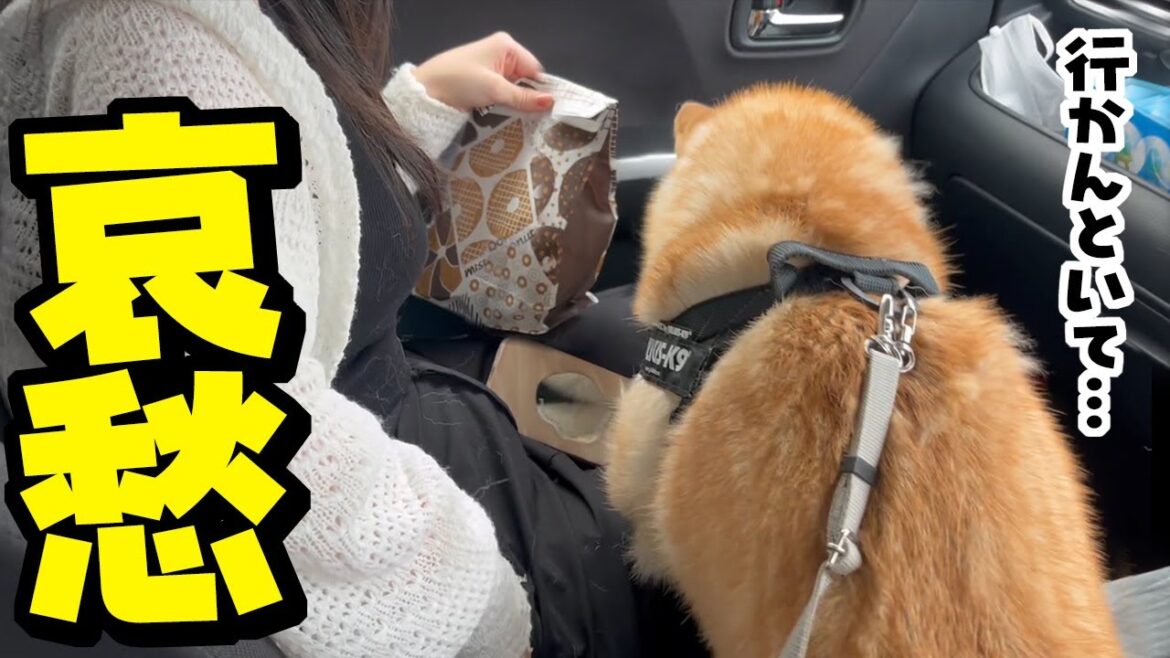 娘との別れを察し、しがみついて離れない柴犬の背中が切ない…