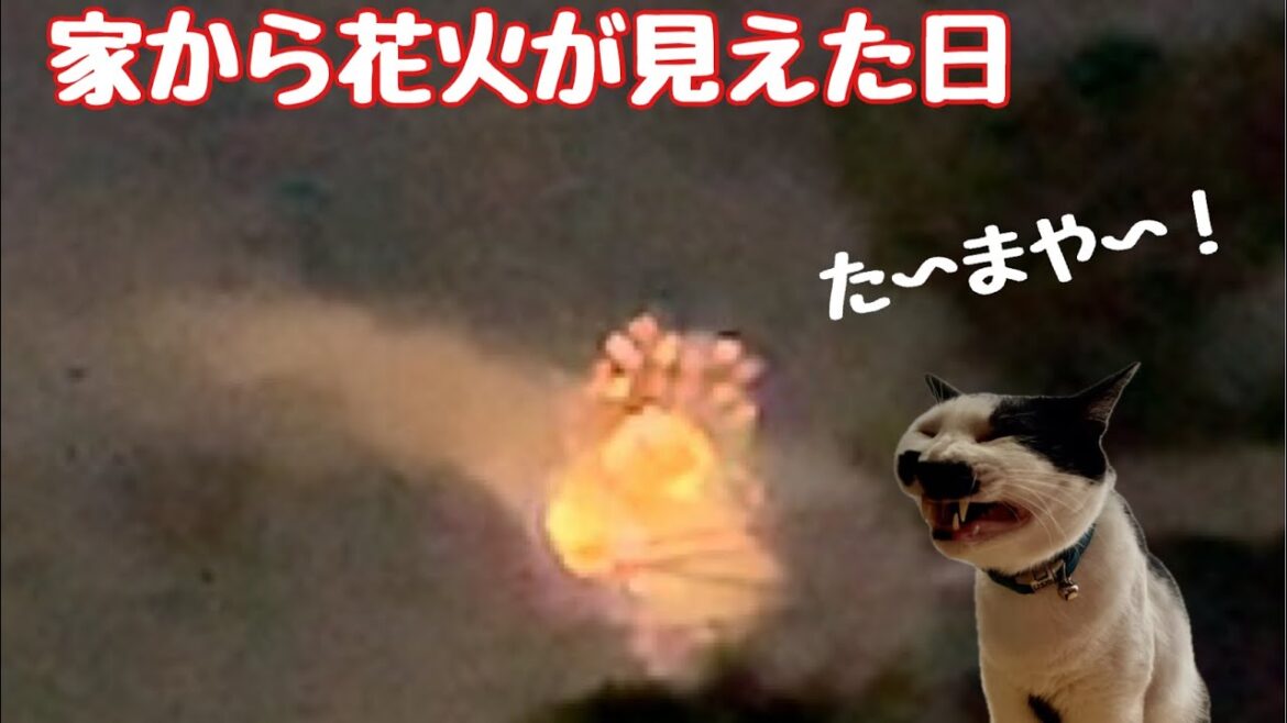 家から花火が見えました　元保護猫の日本猫との暮らし