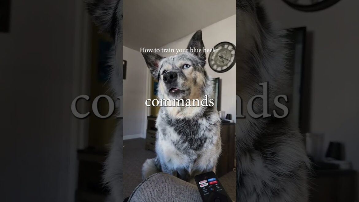 How to train a blue heeler #australiancattledog #heeler #redheeler #redacd #crazyheeler #blueheeler