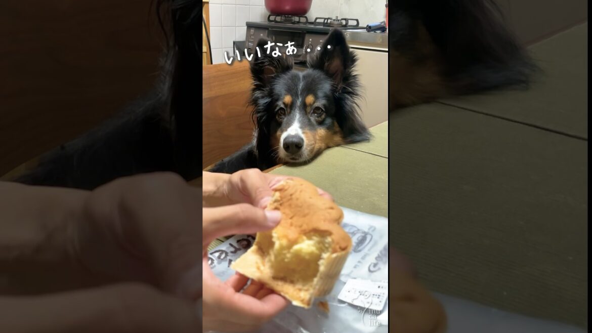 ママのパンが食べたいオゥシーが可愛い #オーストラリアンシェパード #dog #犬
