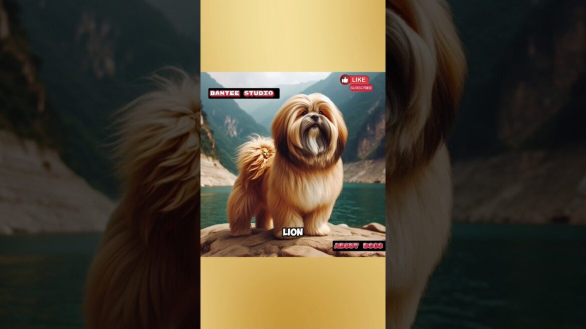 "Meet the Lhasa Apso! Discover this ancient breed's loyal nature. #lhasaapso