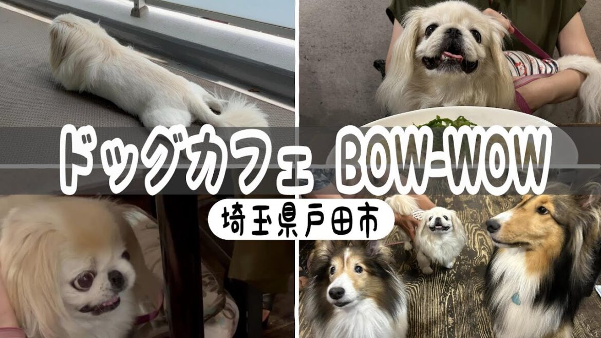 愛犬ペキニーズの複雑な乙女心を見た休日