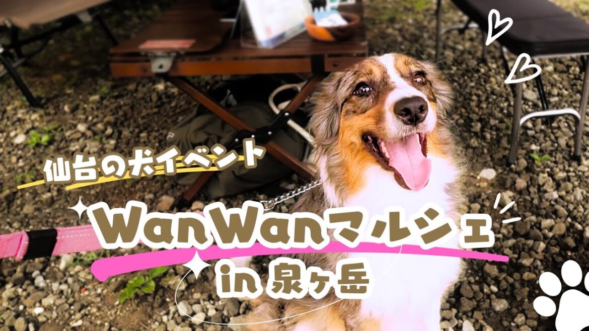 【犬の夏祭り】WanWanマルシェ 泉ヶ岳　宮城県のわんちゃんに会ってきた♪2024年7月28日
