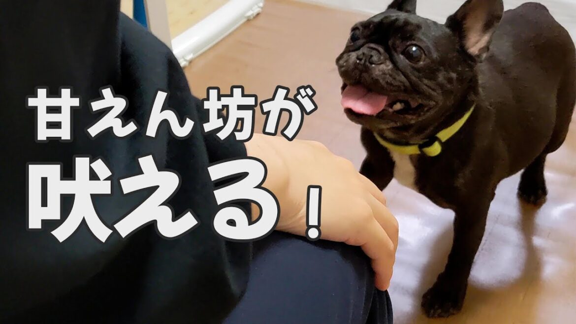 【甘えん坊】盛大に吠えるフレブル