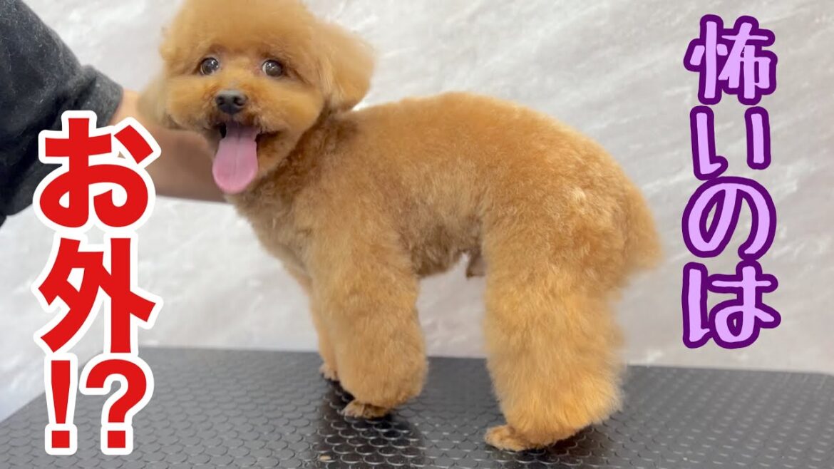 トイプードルが怖いのはサロンでは無く外に出る事!?(プティーくん) トイプードルが怖いのはサロンでは無く外に出る事!?(プティーくん)