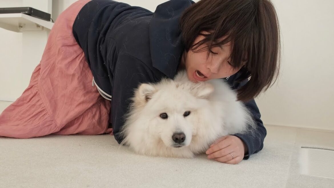 サモエドの耳をハムハムしたら少し嫌われた サモエドの耳をハムハムしたら少し嫌われた