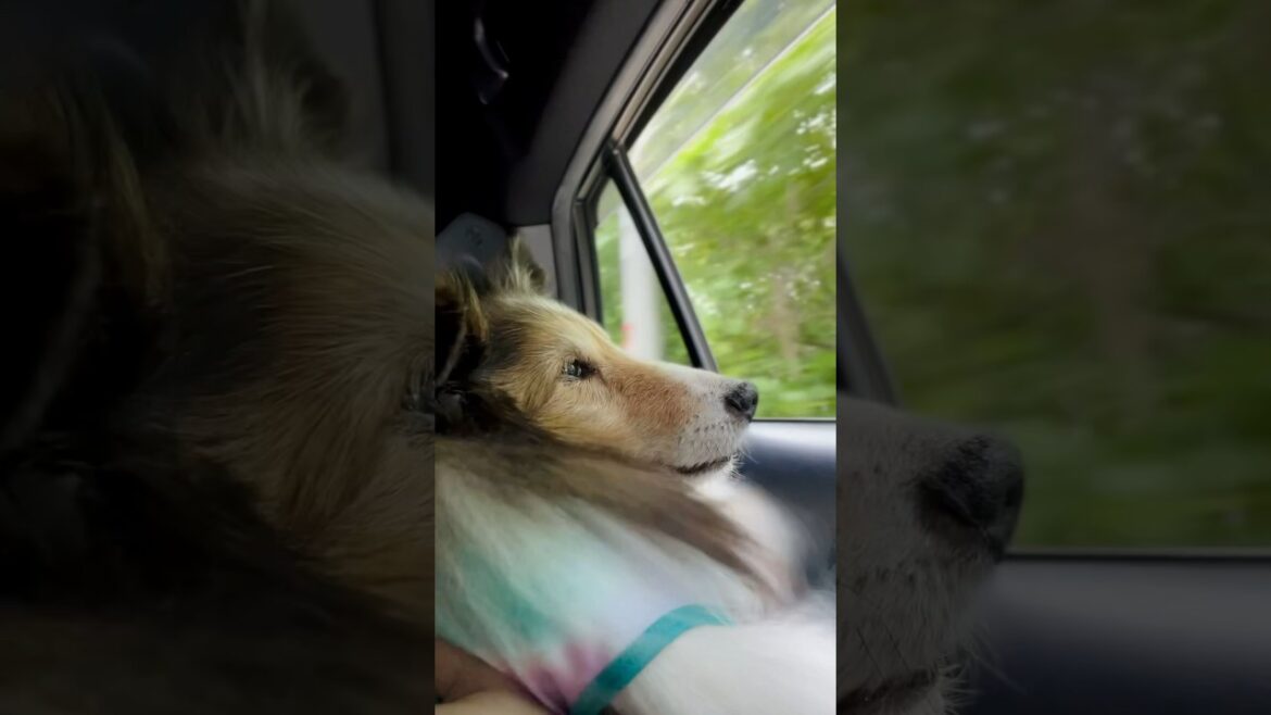 窓全開でドライブ🚗💨 《シェルティ》