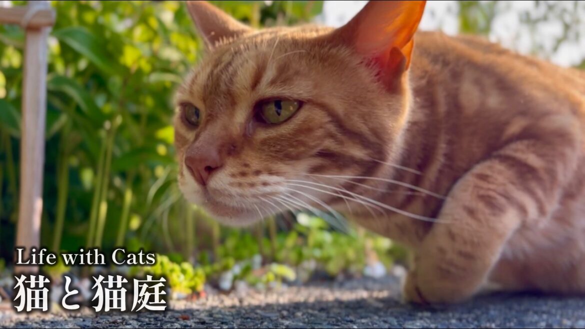 【猫庭】猫は暇に見えても常に獲物を探している