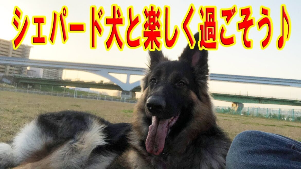 ジャーマンシェパード犬と楽しく暮らす
