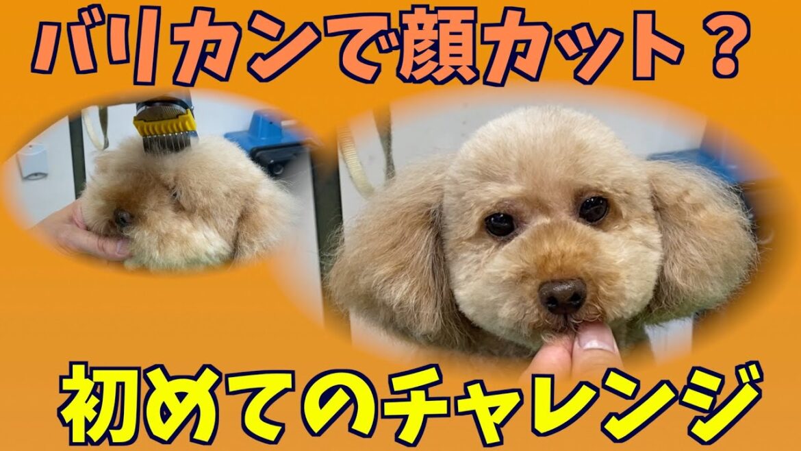 初めてやってみる！バリカン使って顔カット！【トイプードルのテディベアカット：トリミング】