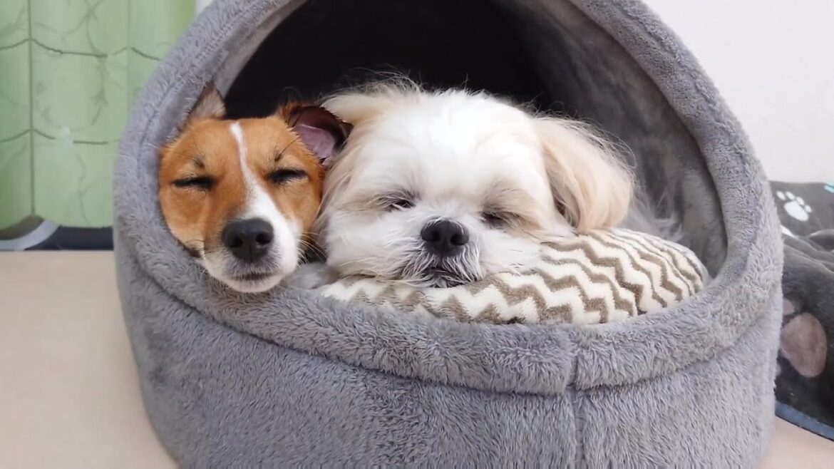 すやぁックラッセルとすやぁーズー　🐶ひみつきちなう！②🐶  2024年7月29日