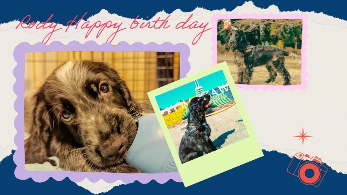 【イングリッシュコッカースパニエル】ロディの1歳誕生日動画🎂子犬時代からの思い出