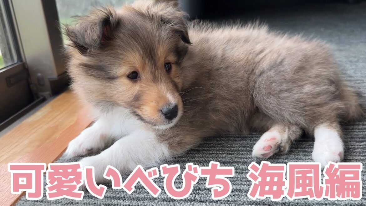 【シェルティ】可愛いべびち💕【海風編】