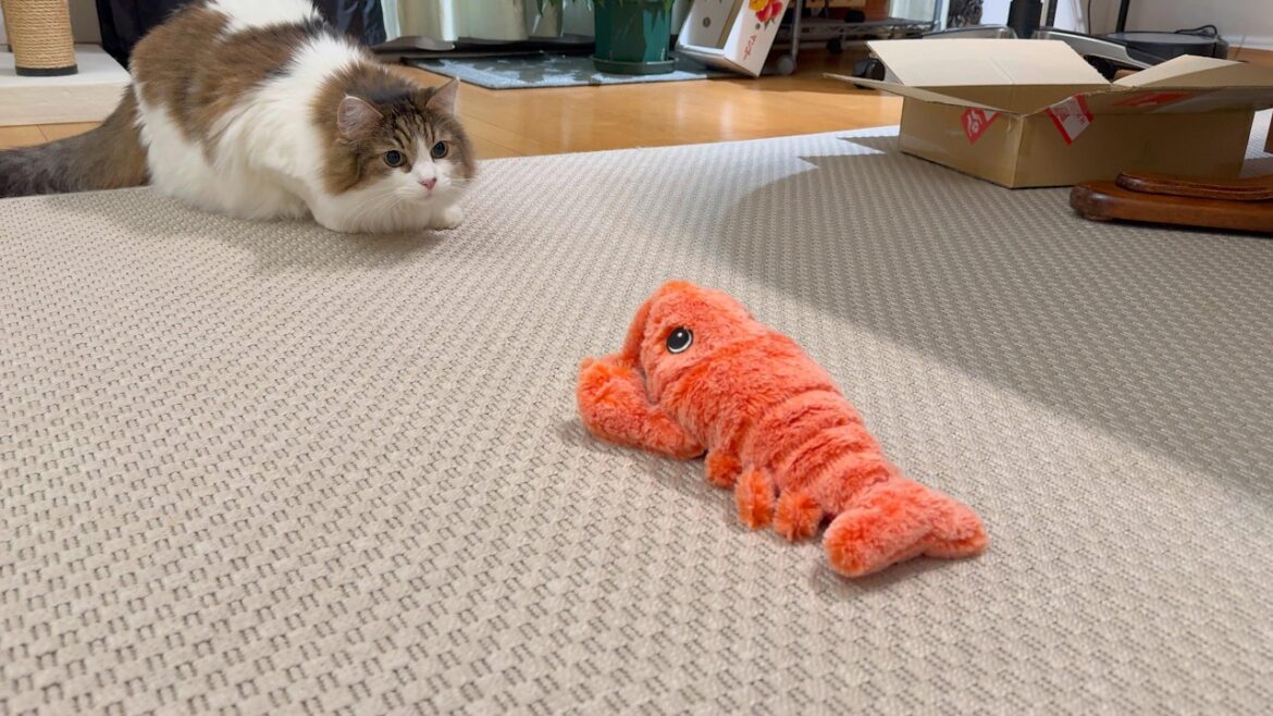 暑さに負けない!長毛ねこの夏の一日 暑さに負けない!長毛ねこの夏の一日