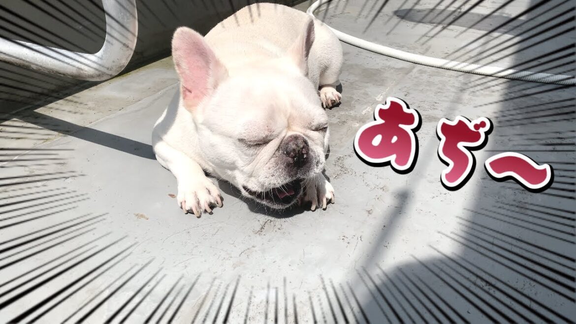 【新居】日当たり重視の物件を選んだ結果、愛犬が焼き豚寸前に…(汗)【フレンチブルドッグ frenchbulldog】 【新居】日当たり重視の物件を選んだ結果、愛犬が焼き豚寸前に…(汗)【フレンチブルドッグ frenchbulldog】