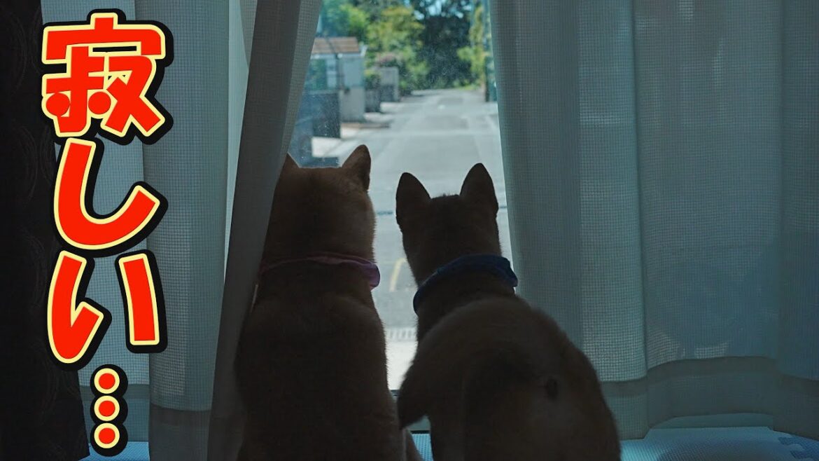 飼い主を待ち続け、帰宅すると全力で喜んでくれる柴犬達が愛おしい