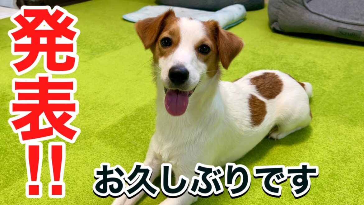【１年ぶり】ポル太郎が、お久しぶりにお伝えしたい事があります！［しゃべる犬 ジャックラッセルテリア］
