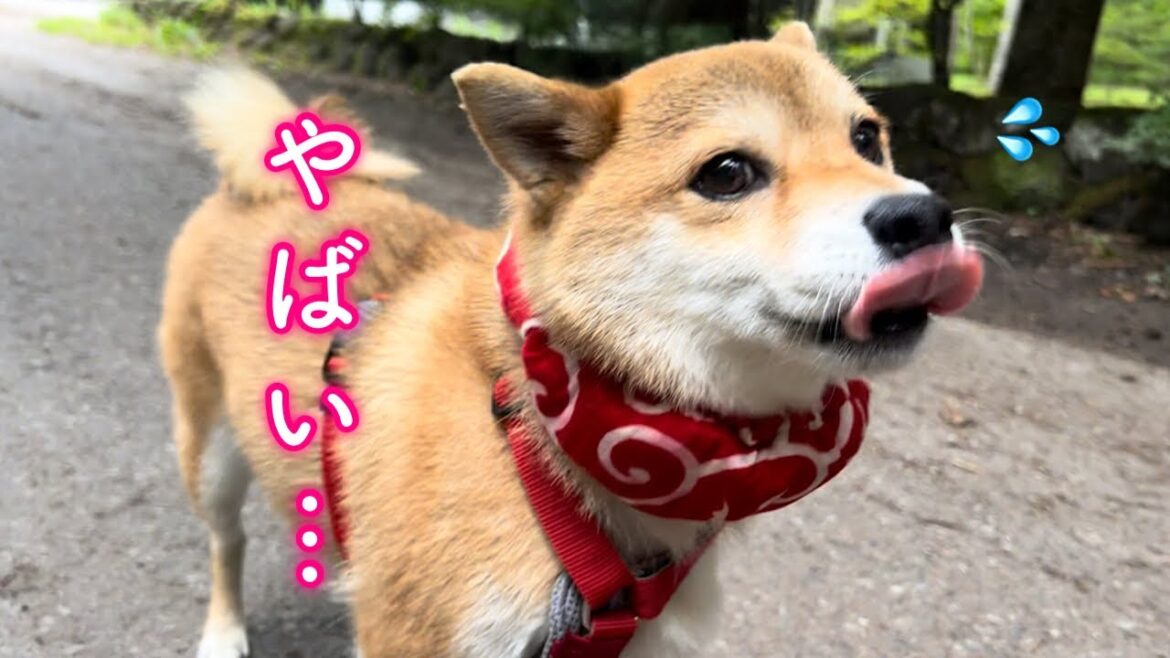 お散歩中自ら招いたハプニングに我関せずサッサと逃げ去る乙女な柴犬が可愛い
