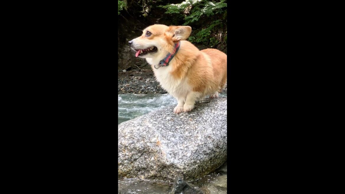沢を歩いて岩の上に立つコーギー / Corgi walking through a stream and standing on a rock #corgi #サクラ #コーギー
