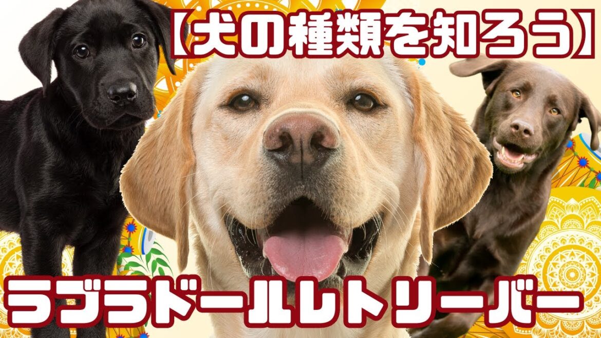 【犬の種類を知ろう】ラブラドール・レトリーバー