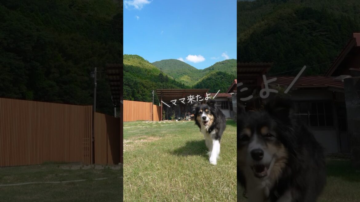 ママを探しに来たボーダーが可愛い #ボーダーコリー #オーストラリアンシェパード #dog