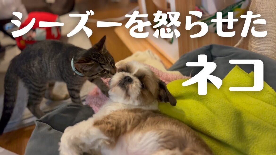シーズーを怒らせたネコ