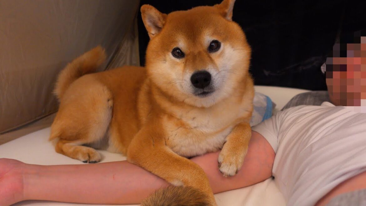 室内キャンプをしたら柴犬のある動きに涙が止まらない。